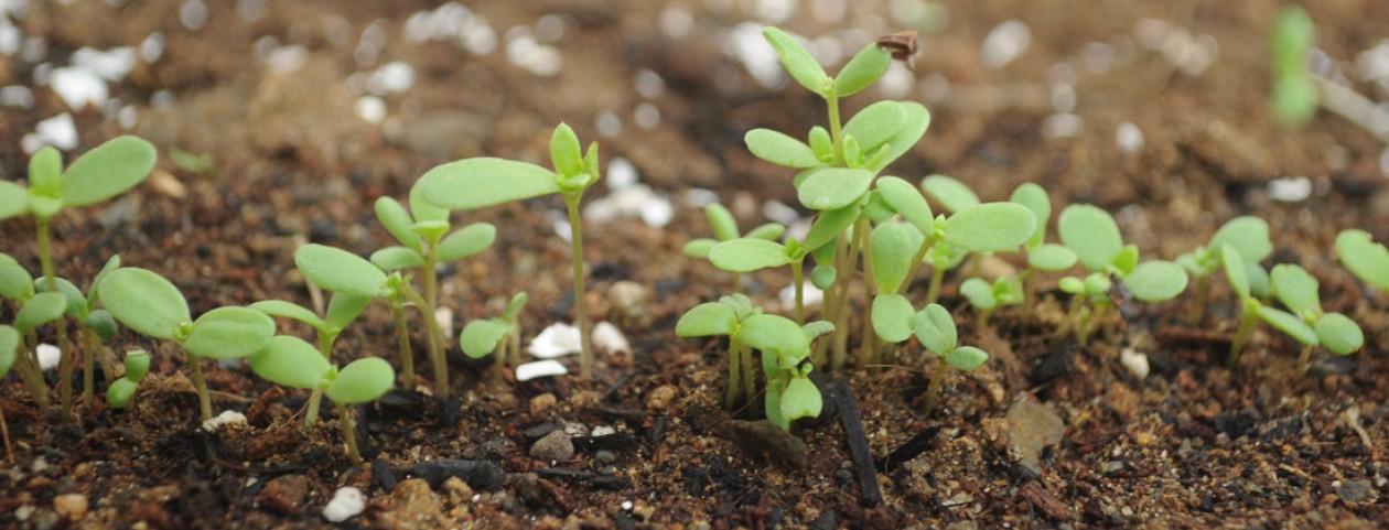 ワサビ菜の種採りをした 元 都内勤務会社員の有機農業新規就農準備ブログ